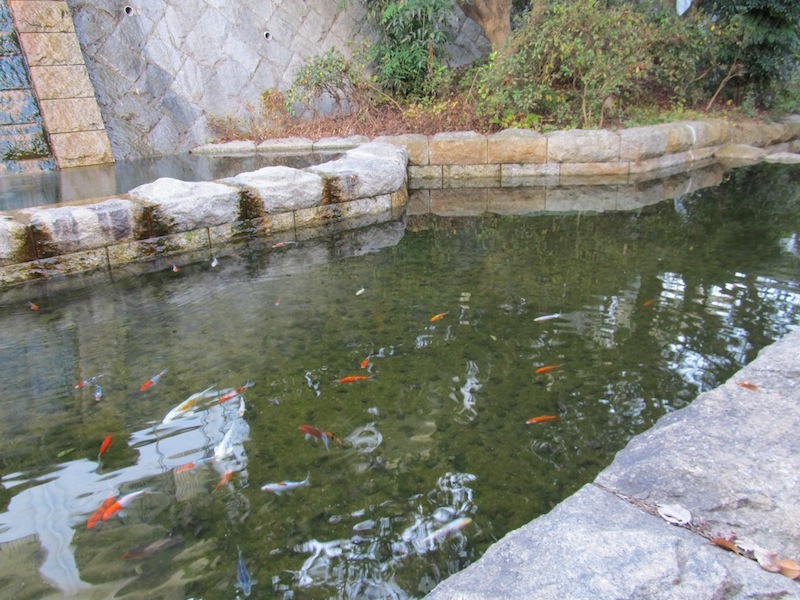 敷地内の池の様子